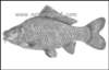 cyprinuscarpioaran_small.jpg